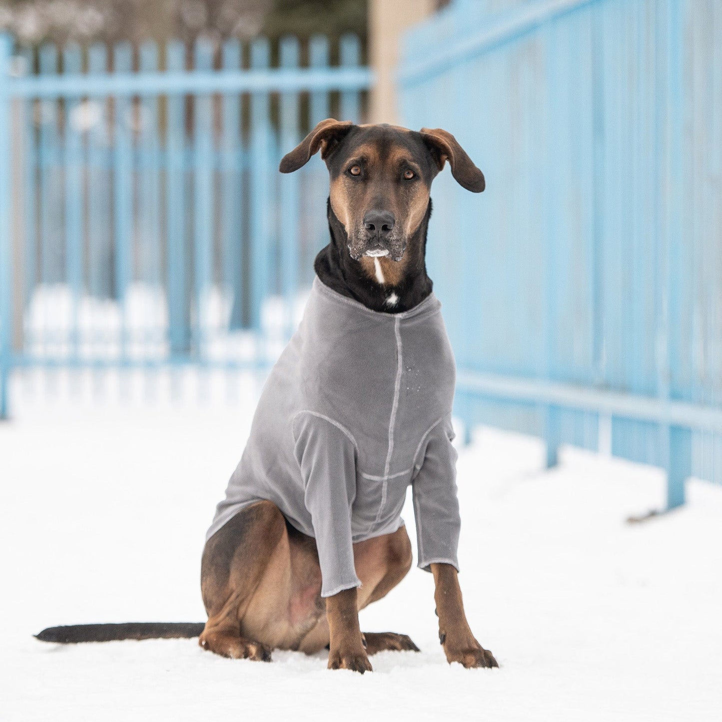 GF Pets Gondola Base Layer - Charcoal