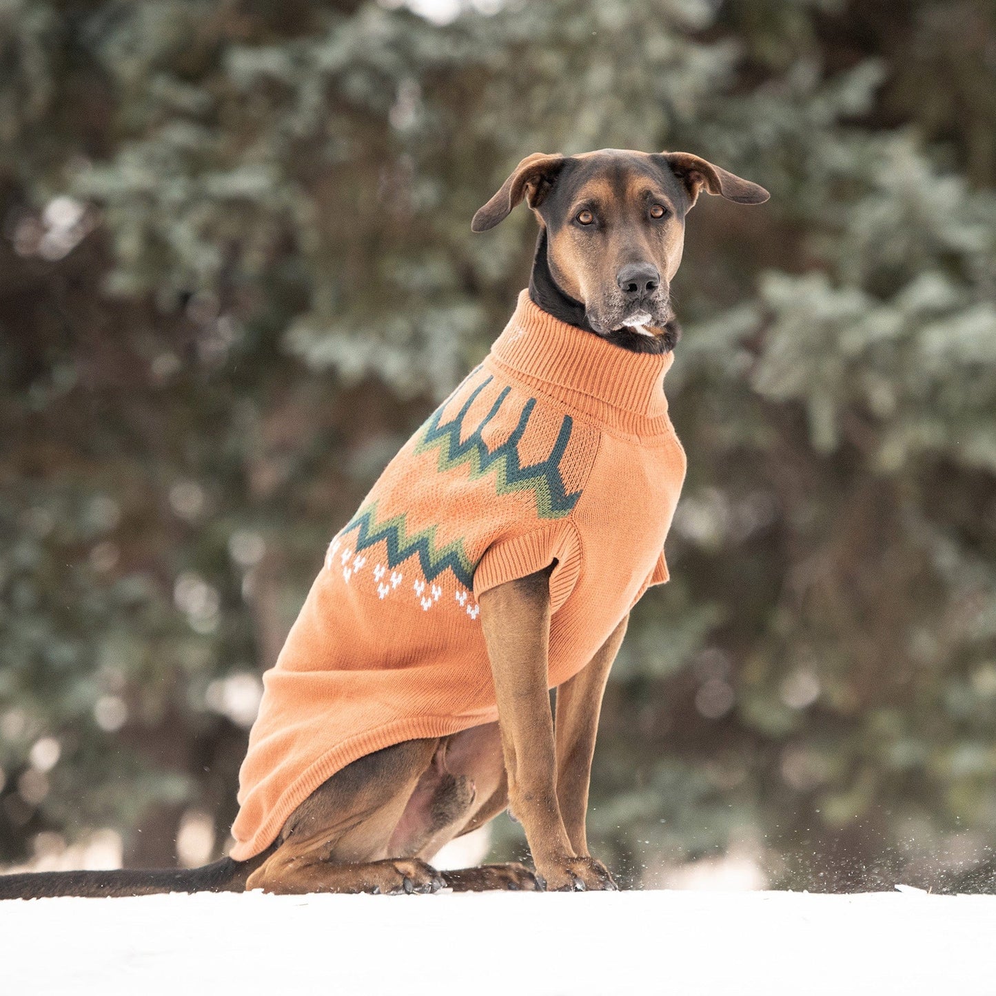 GF Pets Heritage Sweater - Hazel