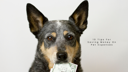 10 Tips For Saving Money With Pet Expenses