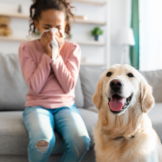 Can Dogs Be Affected By Environmental Allergies Such as Mold?