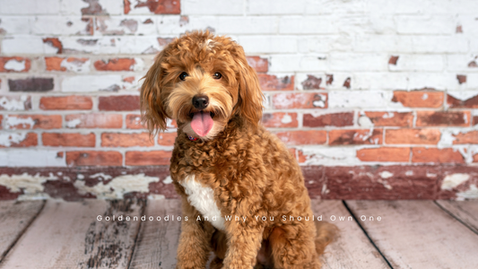 Goldendoodles And Why You Should Own One