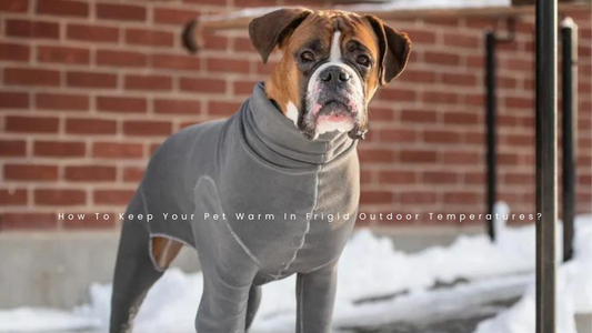 How To Keep Your Pet Warm In Frigid Outdoor Temperatures?