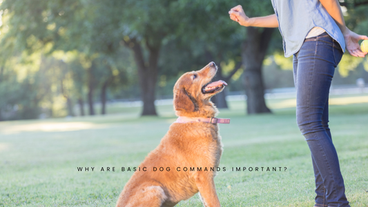 Why are basic dog commands important?