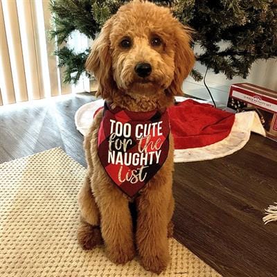 Too Cute For The Naughty List Holiday Dog Bandana