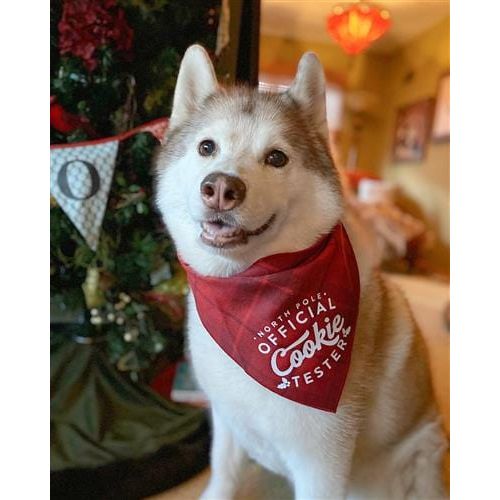 North Pole Official Cookie Tester Holiday Dog Bandana