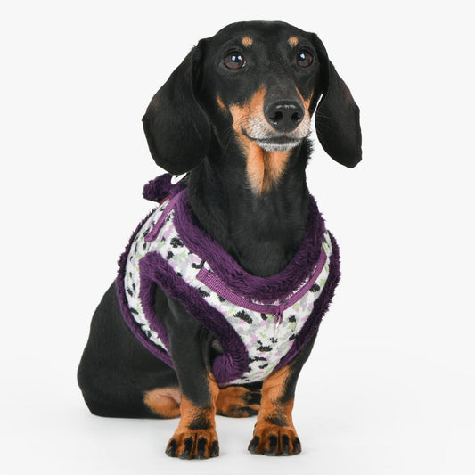 Huxley Harness B - Purple