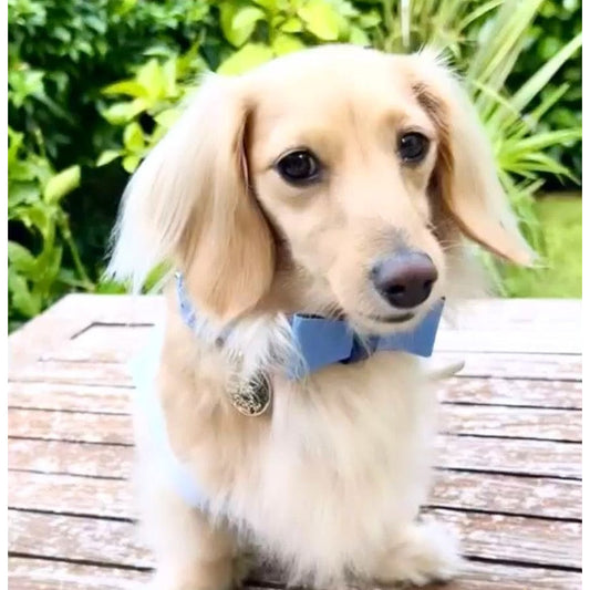 Bow Tie - Ocean Vibes