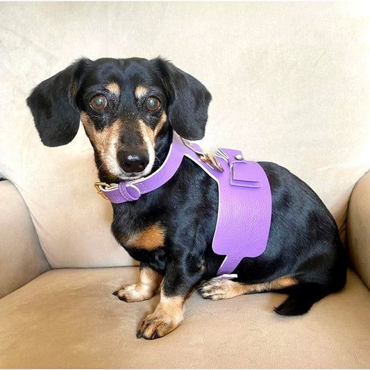 Dog Harness - Lavish Lavender