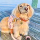 Dog Harness - Bella Rose