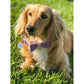 Bow Tie - Lavish Lavender