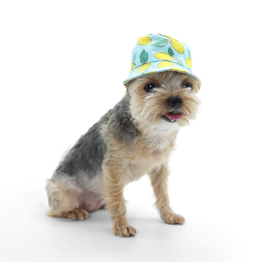 Lemon Blue Bucket Dog Hat