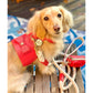 Dog Harness - Melting Hearts