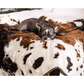 PupProtector™ Waterproof Throw Blanket - Brown Faux Cowhide