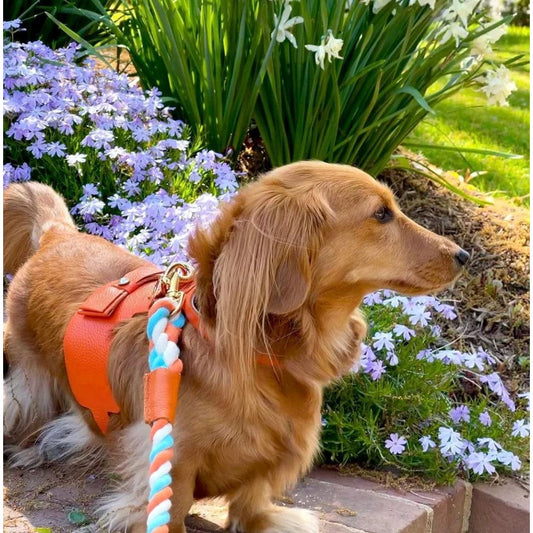 Dog Harness - Vibrant Sunset