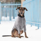 GF Pets Gondola Base Layer - Charcoal