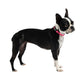 GF Pet - Reflective Collar - Neon Pink