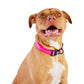 GF Pet - Reflective Collar - Neon Pink