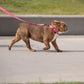 GF Pet - Reflective Leash - Neon Pink