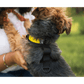 K9 Sport Sack Walk-On with Harness & Storage Yellow