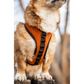 K9 Sport Harness with Optional Custom Embroidery Orange