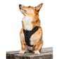 K9 Sport Harness with Optional Custom Embroidery Black