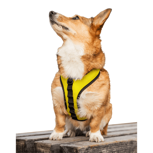 K9 Sport Harness with Optional Custom Embroidery Yellow