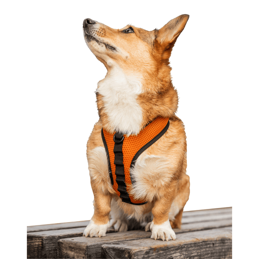 K9 Sport Harness with Optional Custom Embroidery Orange