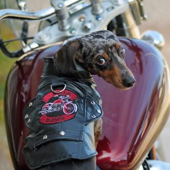 Biker Dawg Motorcycle Dog Jacket - Black