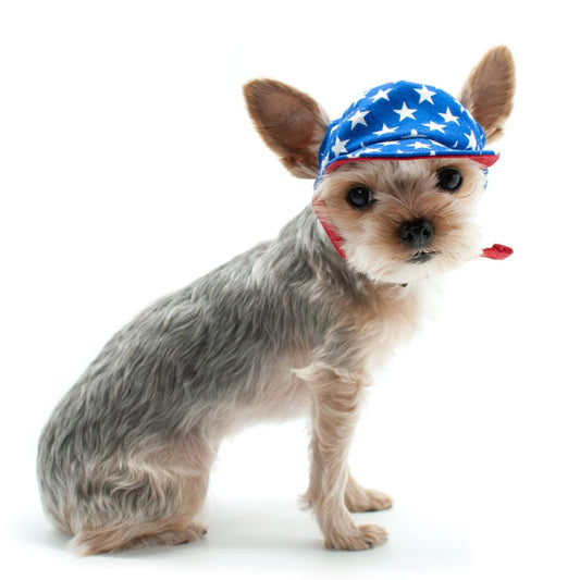 USA Star Dog Hat