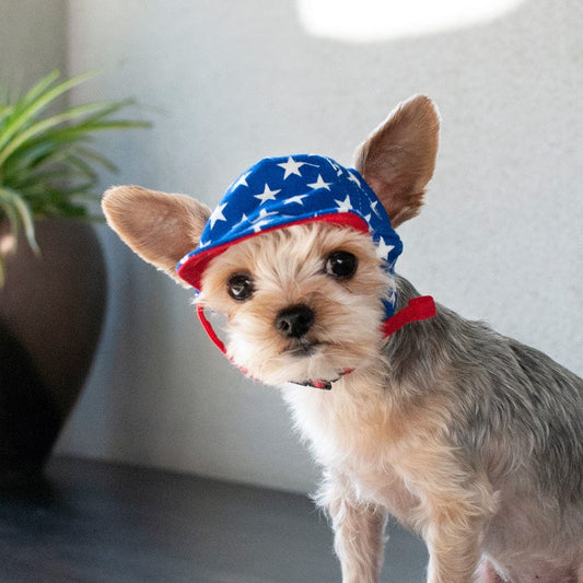 USA Star Dog Hat